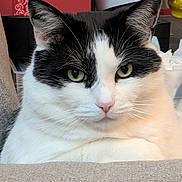 Bandit is registered to the contest to win money with this photo: cat, black_and_white, green_eyes, indoor, close_up, pet, feline, fur, whiskers, face, ears, sitting, portrait, animal, cute, domestic, texture, relaxed, cozy, household