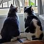 cat, indoor, window, pets, back_view, feline, curious, domestic_animal, fur, sitting, two_animals, black_and_white, gray_and_white, home, quiet, companions, daylight, glass_door, carpet, animal_pair