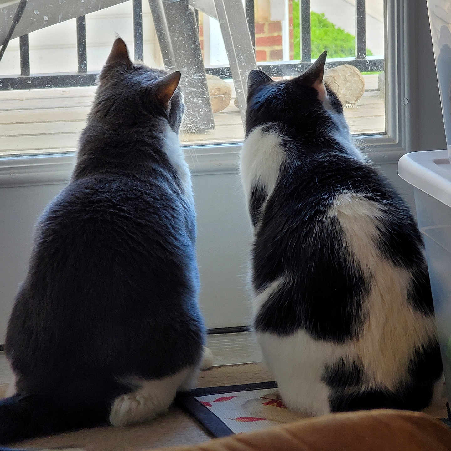 Bandit And Gizmo