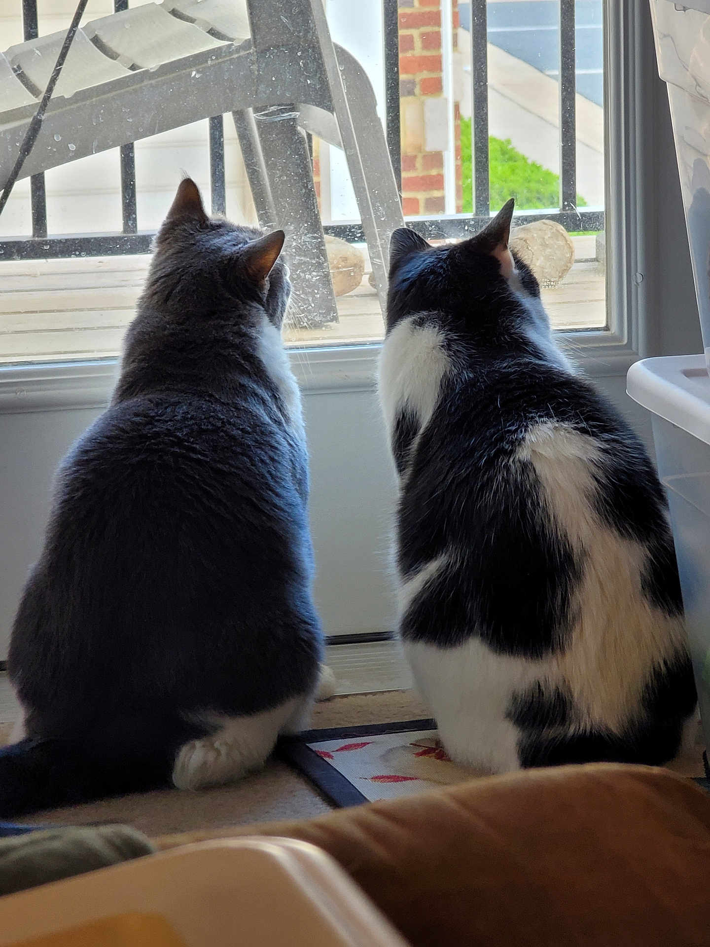 Bandit And Gizmo joined the competition — help win amazing prizes! cat, indoor, window, pets, back_view, feline, curious, domestic_animal, fur, sitting, two_animals, black_and_white, gray_and_white, home, quiet, companions, daylight, glass_door, carpet, animal_pair