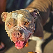 Aurora is registered to the contest to win money with this photo: dog, pitbull, smiling, happy, closeup, outdoor, sunlight, animal, pet, tongue, face, ears, fur, brown, white, canine, friendly, looking, daylight, playful