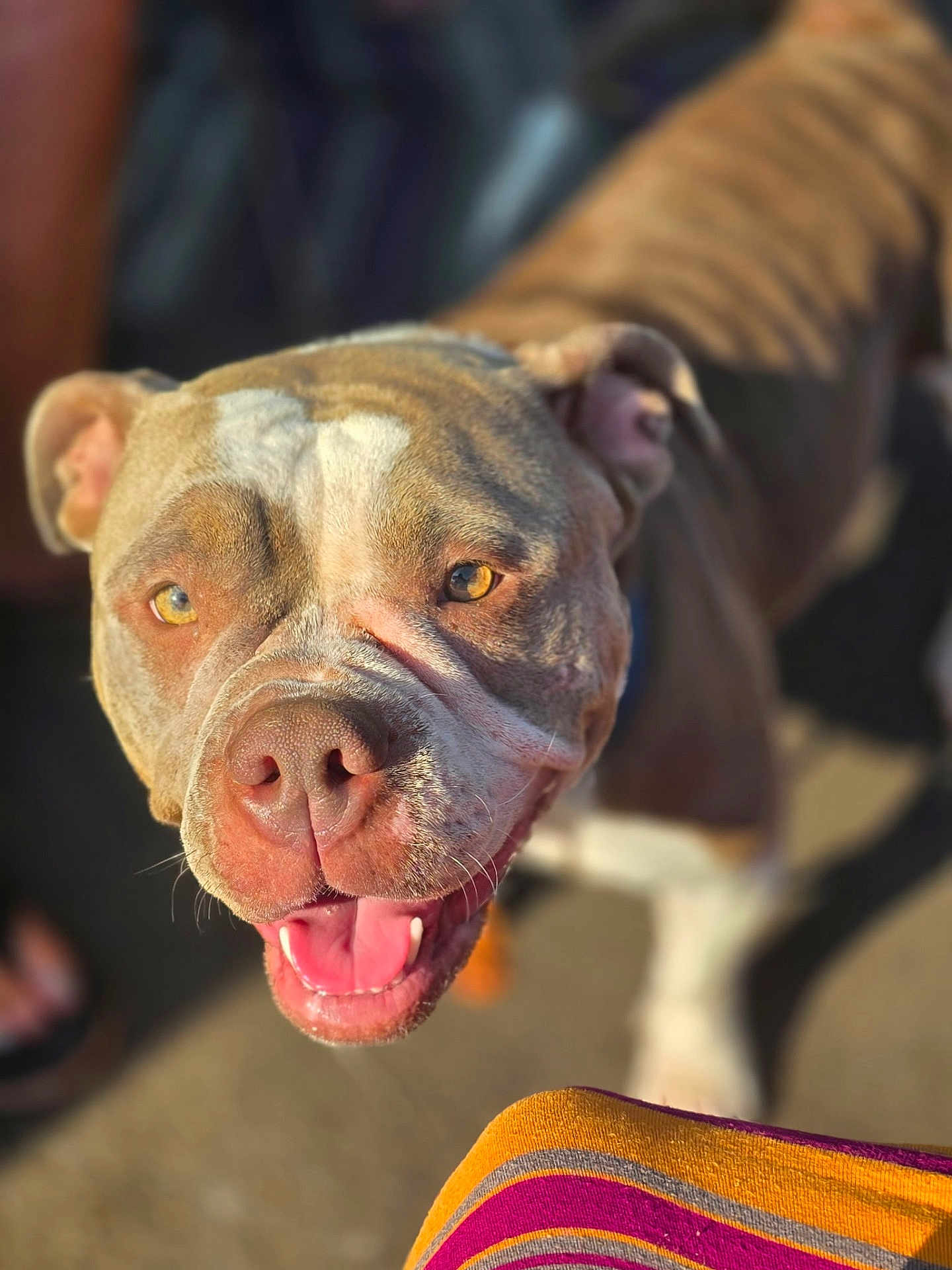 Aurora is registered to the contest to win money with this photo: dog, pitbull, smiling, happy, closeup, outdoor, sunlight, animal, pet, tongue, face, ears, fur, brown, white, canine, friendly, looking, daylight, playful
