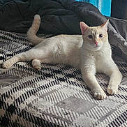 Raiden is registered to the contest to win money with this photo: cat, cream_colored, bed, blanket, indoor, pet, animal, feline, relaxed, lying_down, curious, soft_lighting, cozy, patterned_blanket, domestic_cat, whiskers, ears, tail, paws, looking_at_camera