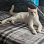 cat, cream_colored, bed, blanket, indoor, pet, animal, feline, relaxed, lying_down, curious, soft_lighting, cozy, patterned_blanket, domestic_cat, whiskers, ears, tail, paws, looking_at_camera