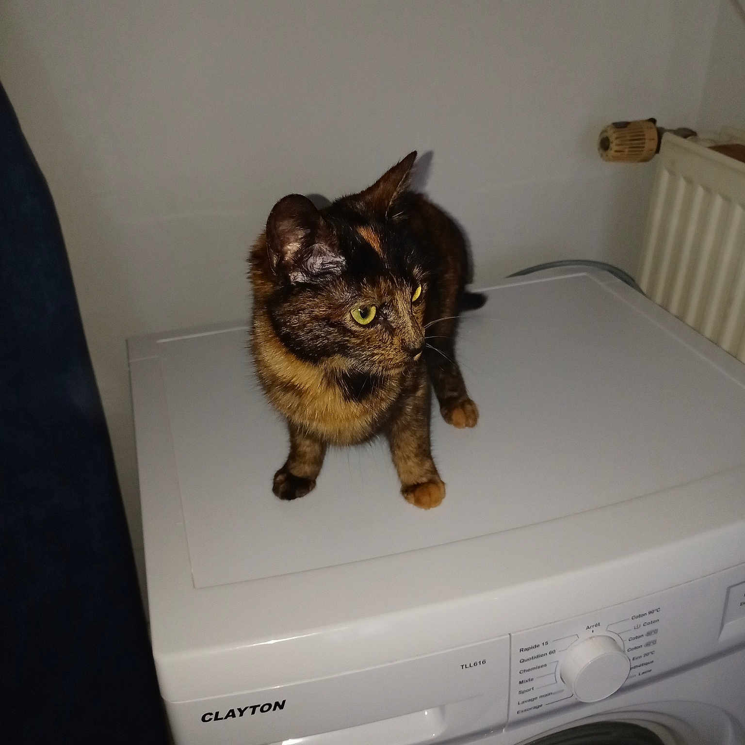 Flavie