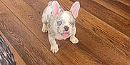 Iceland is registered to the contest to win money with this photo: animal, blue_eyes, brick_wall, cute, dog, domestic, ears_up, flooring, french_bulldog, furniture, home, indoor, legs, pet, puppy, small, standing, tongue_out, wooden_floor, young