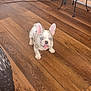 animal, blue_eyes, brick_wall, cute, dog, domestic, ears_up, flooring, french_bulldog, furniture, home, indoor, legs, pet, puppy, small, standing, tongue_out, wooden_floor, young