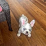Iceland joined the competition — help win amazing prizes! adorable, animal, blue_eyes, cushion, cute, dog, domestic_animal, ears_up, flooring, french_bulldog, home, indoor, looking_up, pet, pet_portrait, puppy, small_dog, wicker_furniture, wooden_floor, young