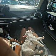 Iceland joined the competition — help win amazing prizes! bag, car_interior, car_mirror, clothing, clouds, dashboard, dog, lap, legs, parking_lot, person, puppy, relaxation, seat, shadow, sky, sunlight, tissue, trees, window
