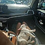 bag, car_interior, car_mirror, clothing, clouds, dashboard, dog, lap, legs, parking_lot, person, puppy, relaxation, seat, shadow, sky, sunlight, tissue, trees, window
