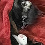 kitten, newborn, cat, animal, pet, blanket, red_blanket, plush_toy, soft_texture, sleeping, cute, small, fur, cuddle, indoor, resting, young, comfort, nest, closeup