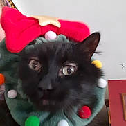 Blue joined the competition — help win amazing prizes! black_cat, cat, pet, indoor, holiday, festive, wreath, pom_poms, red_bow, close_up, animal, feline, decorations, face, ears, cute, christmas, costume, blurred, background