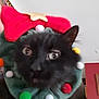 black_cat, cat, pet, indoor, holiday, festive, wreath, pom_poms, red_bow, close_up, animal, feline, decorations, face, ears, cute, christmas, costume, blurred, background