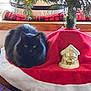 Blue joined the competition — help win amazing prizes! cat, black_cat, christmas_tree, tree_skirt, nativity_scene, holiday_lights, indoor, festive, decorations, fur, pet, cozy, window, wooden_shelf, ornament, greenery, relaxing, animal, domestic_cat, holiday