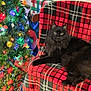 Blue is registered to the contest to win money with this photo: black_cat, cat, animal, pet, chair, plaid_blanket, christmas_tree, holiday_decorations, christmas_lights, presents, indoor, cozy, festive, furniture, relaxing, green, red, yellow, colorful, celebration