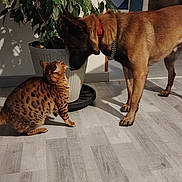 Hadès a rejoint le concours — aidez-le/la à gagner de superbes lots ! cat, dog, indoor, floor, plant, pot, brown_dog, spotted_cat, light, shadow, wooden_floor, pet, animal, collar, interaction, domestic, curious, face_to_face, friendly, home
