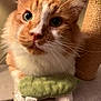 animal, cat, close_up, cute, domestic_cat, feline, fluffy, green_toy, home, indoor, looking_up, orange_cat, paw, pet, plush_toy, resting, scratching_post, soft_surface, whiskers, white_fur