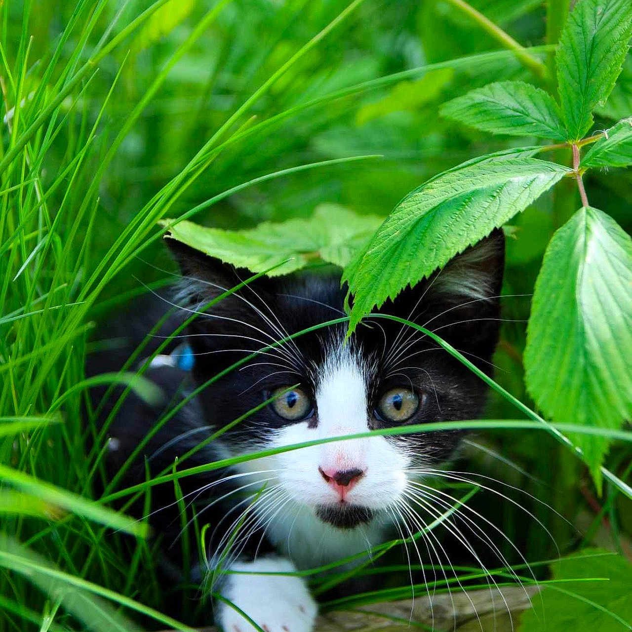 Shadow participe au concours pour gagner de l'argent avec cette photo : abyssinian, animal, cat, field, flower, grass, grassland, green, herbal, herbs, kitten, leaf, manx, nature, outdoors, pet, plant, pottedplant, tree, vegetation