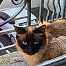 cat, siamese_cat, blue_eyes, fluffy_fur, metal_railing, concrete_ledge, white_car, outdoor, animal, pet, close_up, resting, window_sill, urban, daylight, feline, curious, portrait, nature, domestic