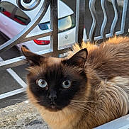 Snow participe au concours pour gagner de l'argent avec cette photo : cat, siamese_cat, blue_eyes, fluffy, window, metal_railing, car, white_car, outdoor, animal, pet, feline, fur, whiskers, face, closeup, curious, sitting, daylight, urban