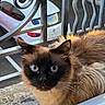 cat, siamese_cat, blue_eyes, fluffy, window, metal_railing, car, white_car, outdoor, animal, pet, feline, fur, whiskers, face, closeup, curious, sitting, daylight, urban