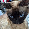 Snow a rejoint le concours — aidez-le/la à gagner de superbes lots ! cat, siamese_cat, blue_eyes, close_up, fur, whiskers, pet, animal, indoor, face, ears, portrait, mammal, looking_down, feline, soft_light, blurred_background, household, cute, domestic_animal