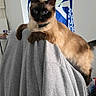 Snow a rejoint le concours — aidez-le/la à gagner de superbes lots ! cat, siamese_cat, indoor, gray_jacket, chair, window, blue_eyes, blue_bag, curious, pet, feline, domestic_animal, fur, whiskers, ears, tail, household, relaxed, looking, cozy