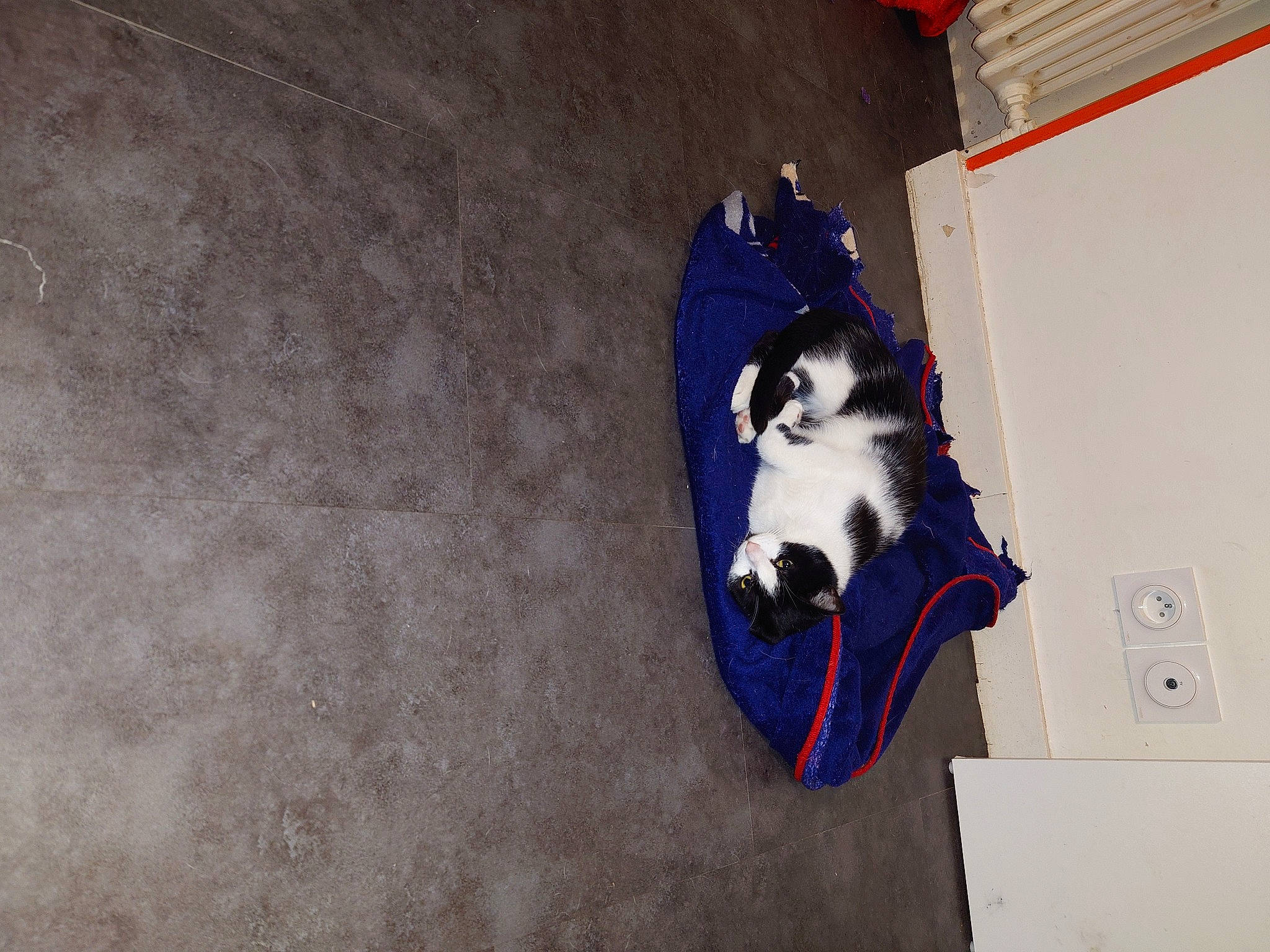 Vénus participe au concours pour gagner de l'argent avec cette photo : canidae, carmine, carnivore, collar, concrete, dog, dog_breed, electric_blue, felidae, flooring, fur, light_switch, pet_supply, room, sporting_group, tail, wall_plate, wood