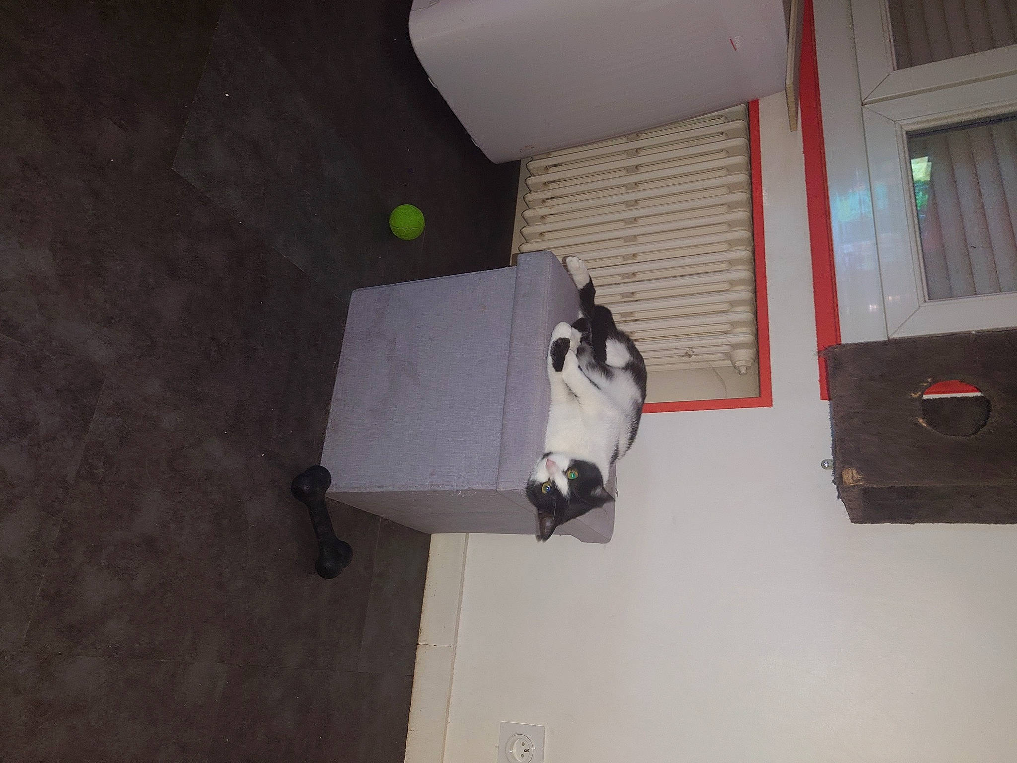 Vénus participe au concours pour gagner de l'argent avec cette photo : building, carnivore, cat, ceiling, electrical_supply, electrical_wiring, felidae, floor, flooring, hardwood, paper_product, plywood, room, small_to_medium_sized_cats, tail, window, wood