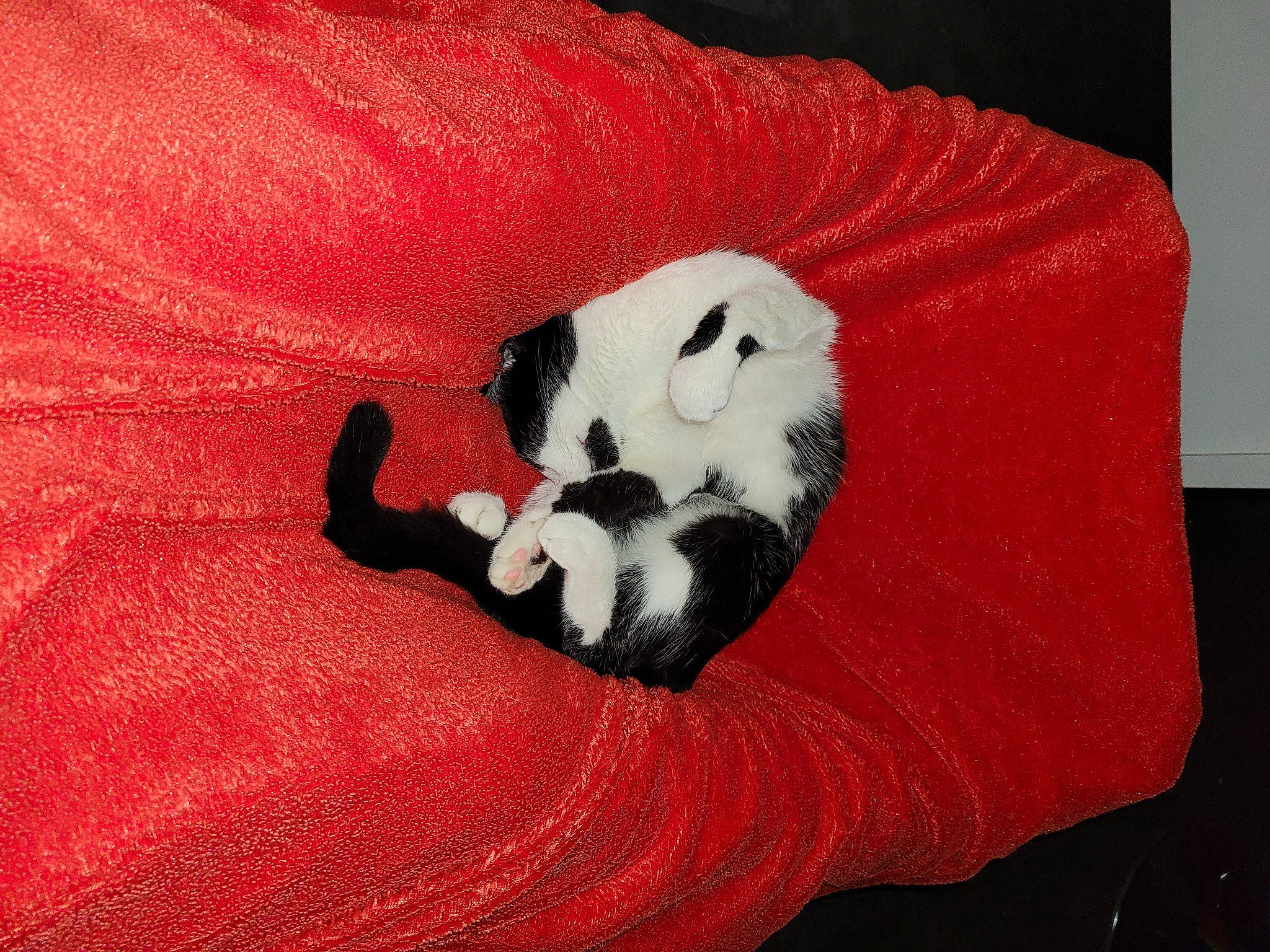 Vénus a rejoint le concours — aidez-le/la à gagner de superbes lots ! bag, bed_sheet, carmine, carnivore, cat, comfort, companion_dog, couch, felidae, fur, linens, orange, petal, plush, small_to_medium_sized_cats, snout, stuffed_toy, tail, toy, whiskers