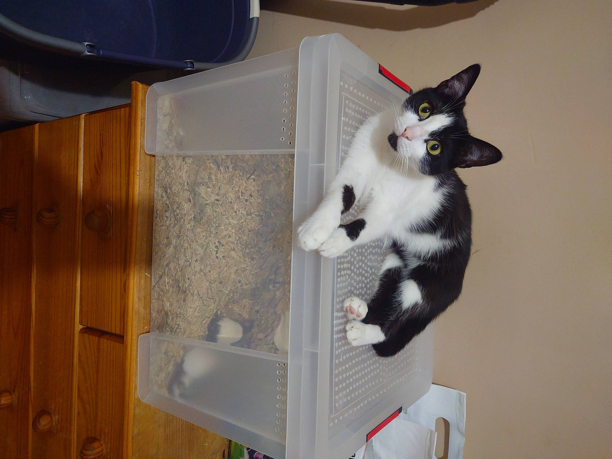 Vénus a rejoint le concours — aidez-le/la à gagner de superbes lots ! box, cabinetry, cardboard, carnivore, cat, cat_supply, comfort, domestic_short_haired_cat, felidae, fur, hardwood, paw, pet_supply, room, small_to_medium_sized_cats, tail, whiskers, wood