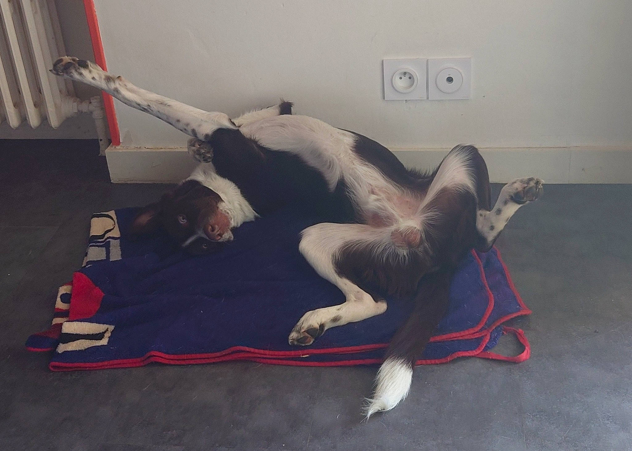 Moka a rejoint le concours — aidez-le/la à gagner de superbes lots ! art, artist, balance, barefoot, chest, comfort, elbow, entertainment, event, floor, flooring, foot, grappling, human_leg, knee, performing_arts, room, sportswear, thigh, visual_arts