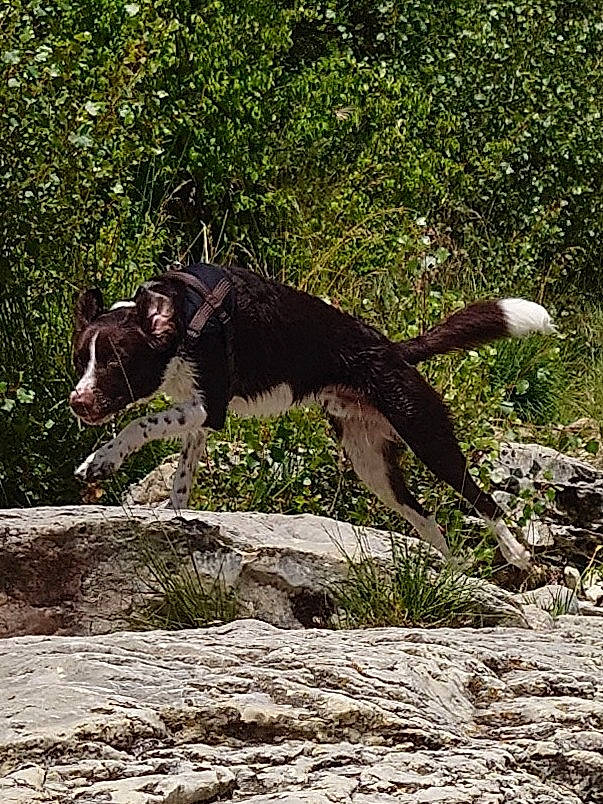 Moka a rejoint le concours — aidez-le/la à gagner de superbes lots ! big_cats, canidae, carnivore, dog_breed, fang, felidae, grass, hunting_dog, plant, snout, soil, sporting_group, sun_bear, tail, terrestrial_animal, tree, wildlife, working_animal, working_dog, yawn