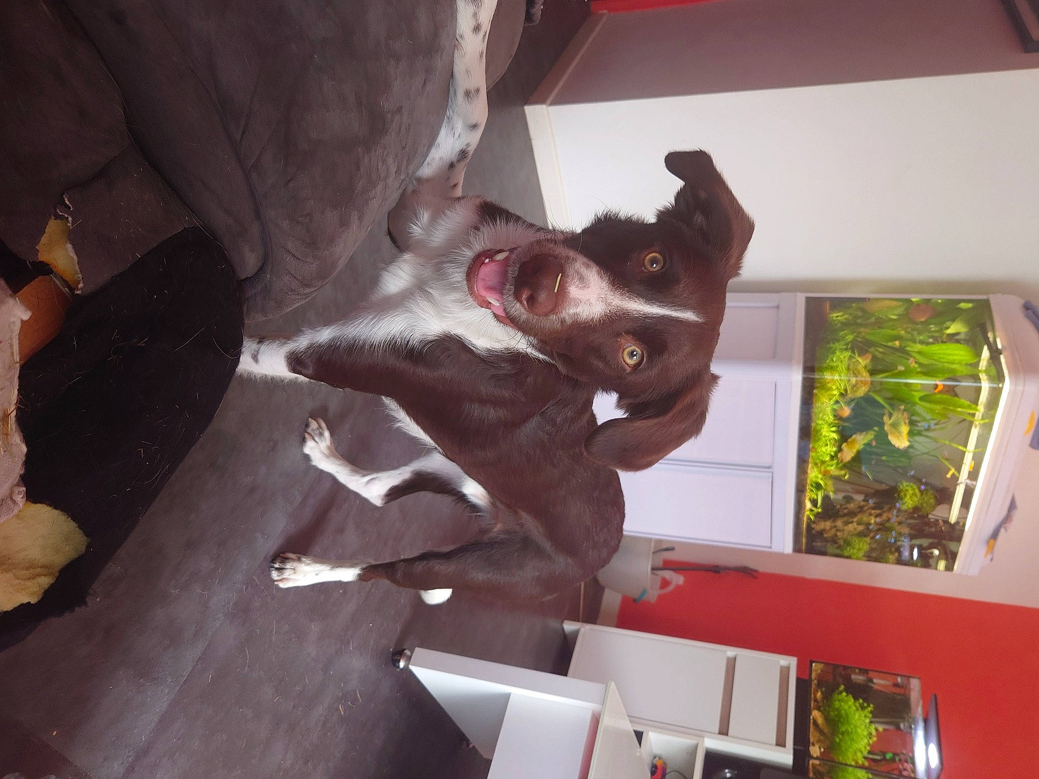 Moka a rejoint le concours — aidez-le/la à gagner de superbes lots ! art, canidae, carnivore, companion_dog, dog, dog_breed, felidae, fun, gesture, guard_dog, plant, room, sculpture, small_to_medium_sized_cats, sporting_group, statue, tail, tree, window, wood