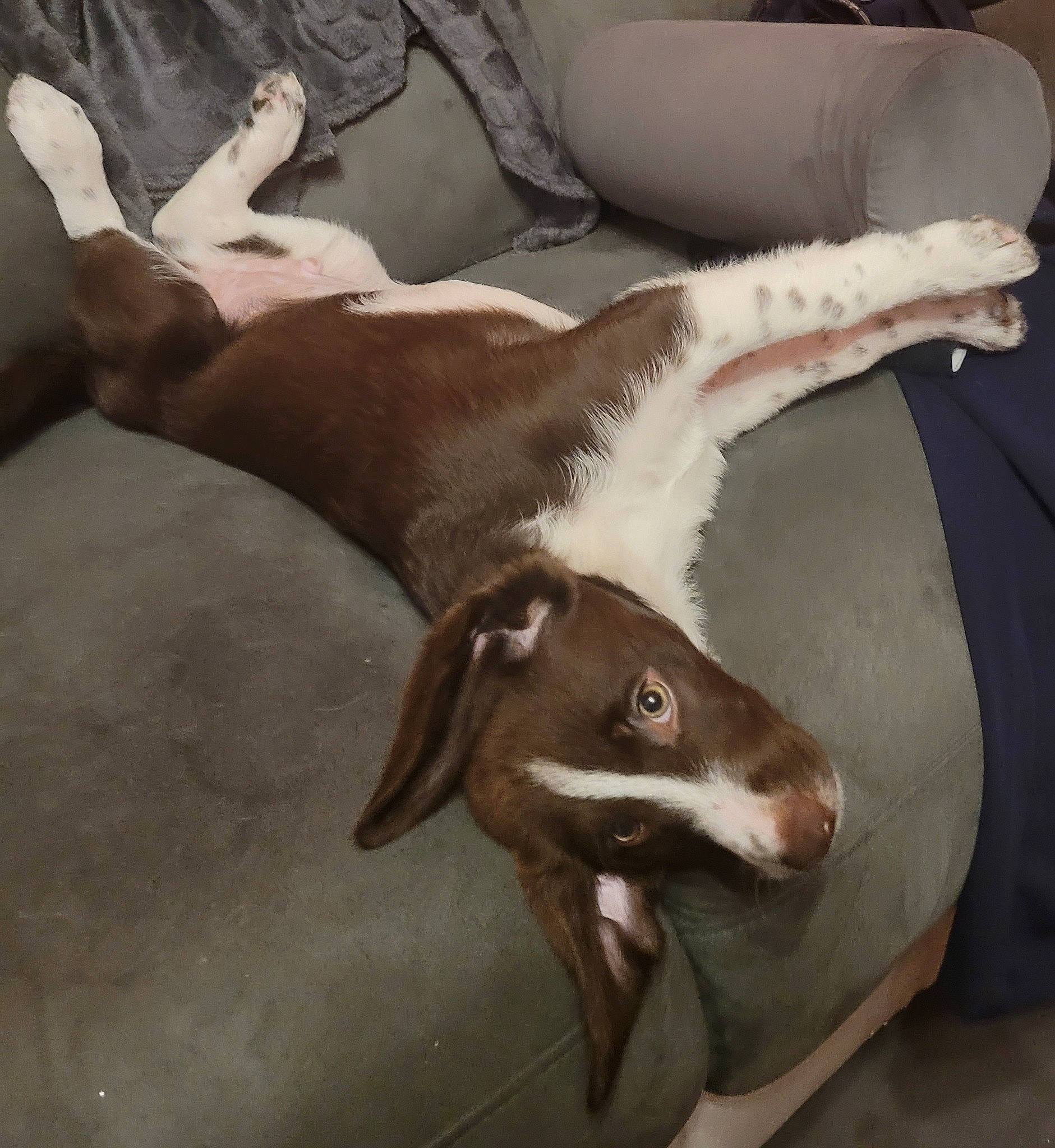 Moka participe au concours pour gagner de l'argent avec cette photo : canidae, carnivore, comfort, companion_dog, couch, dairy, dog, dog_breed, fawn, fur, jaw, liver, non_sporting_group, snout, sporting_group, tail, terrestrial_animal, whiskers, wood, working_animal