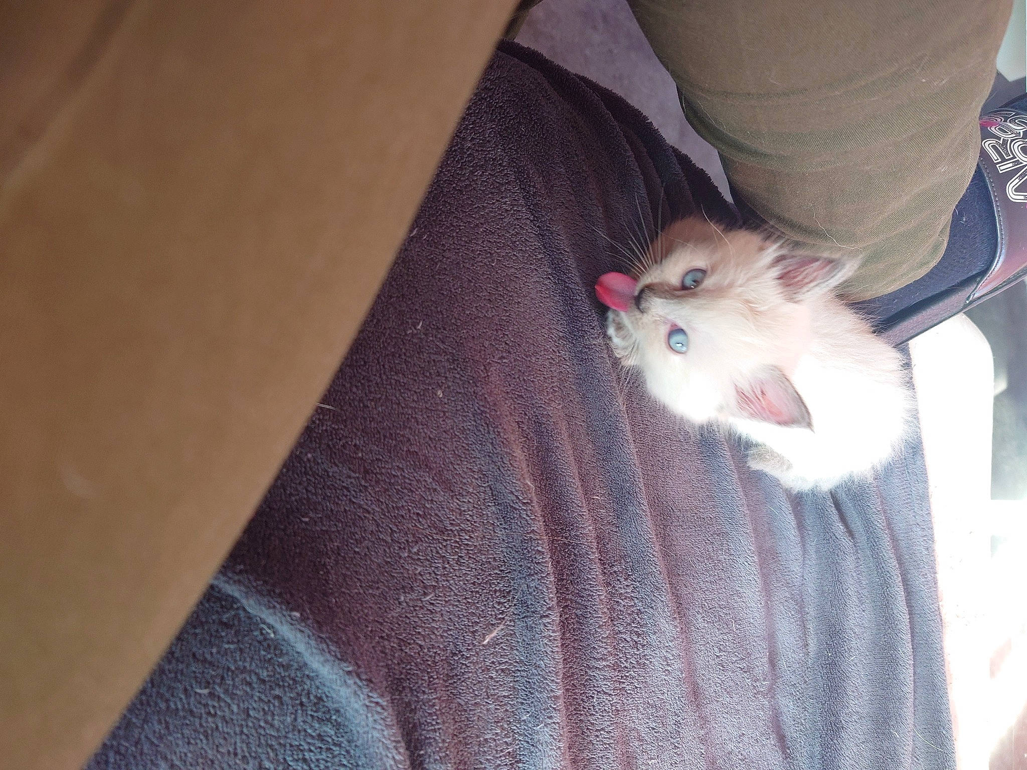 Tornade a rejoint le concours — aidez-le/la à gagner de superbes lots ! carnivore, cat, claw, comfort, domestic_short_haired_cat, fawn, felidae, foot, fur, grey, human_leg, nail, pattern, paw, small_to_medium_sized_cats, tail, whiskers, wood