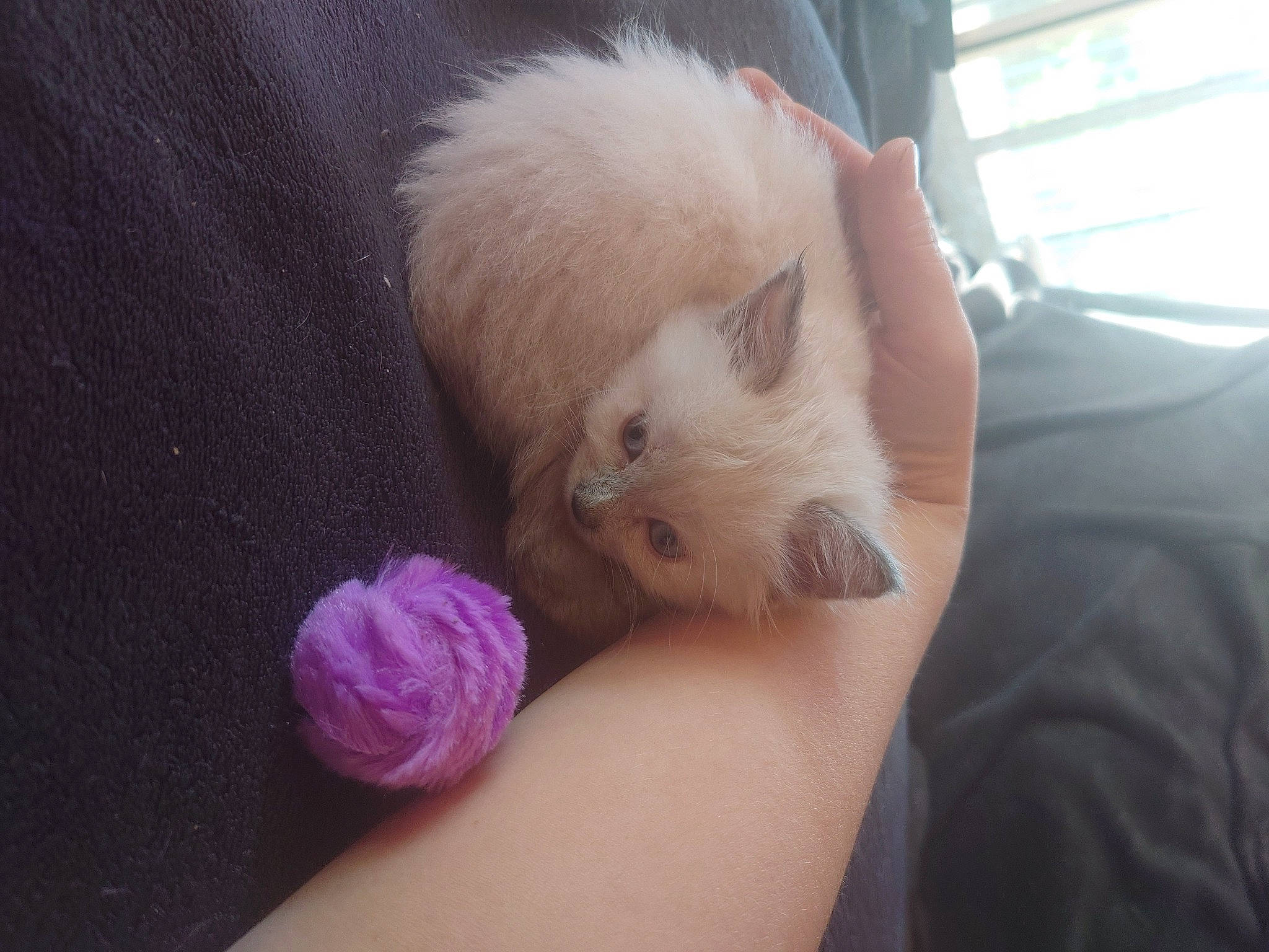 Tornade participe au concours pour gagner de l'argent avec cette photo : abdomen, carnivore, cat, claw, comfort, domestic_short_haired_cat, ear, eye, fawn, felidae, foot, fur, gesture, nail, nap, paw, small_to_medium_sized_cats, snout, tail, whiskers