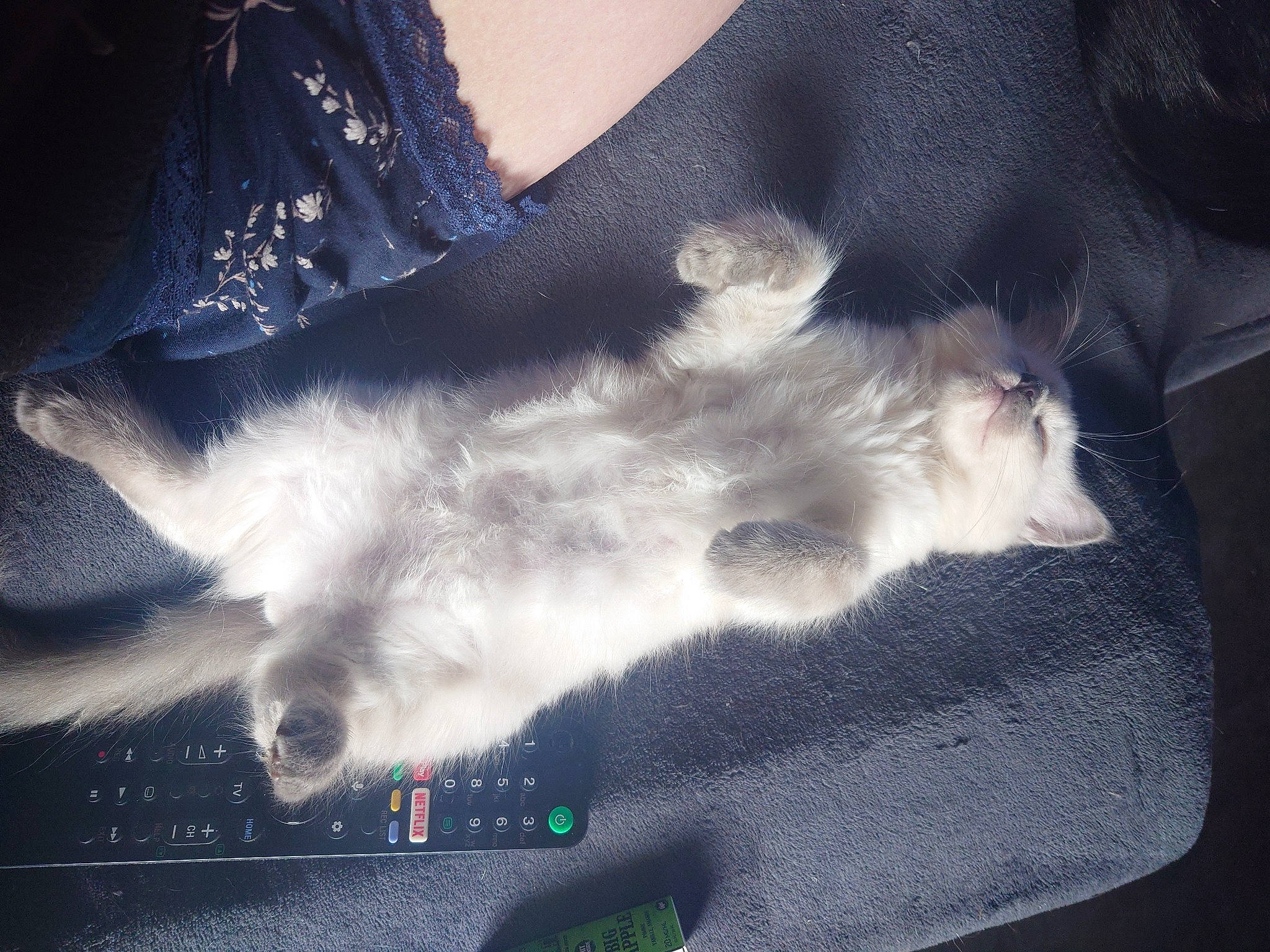 Tornade a rejoint le concours — aidez-le/la à gagner de superbes lots ! carnivore, cat, cloud, comfort, darkness, domestic_short_haired_cat, electric_blue, felidae, foot, fur, gesture, grey, human_leg, meteorological_phenomenon, paw, small_to_medium_sized_cats, tail, vertebrate, whiskers, windshield