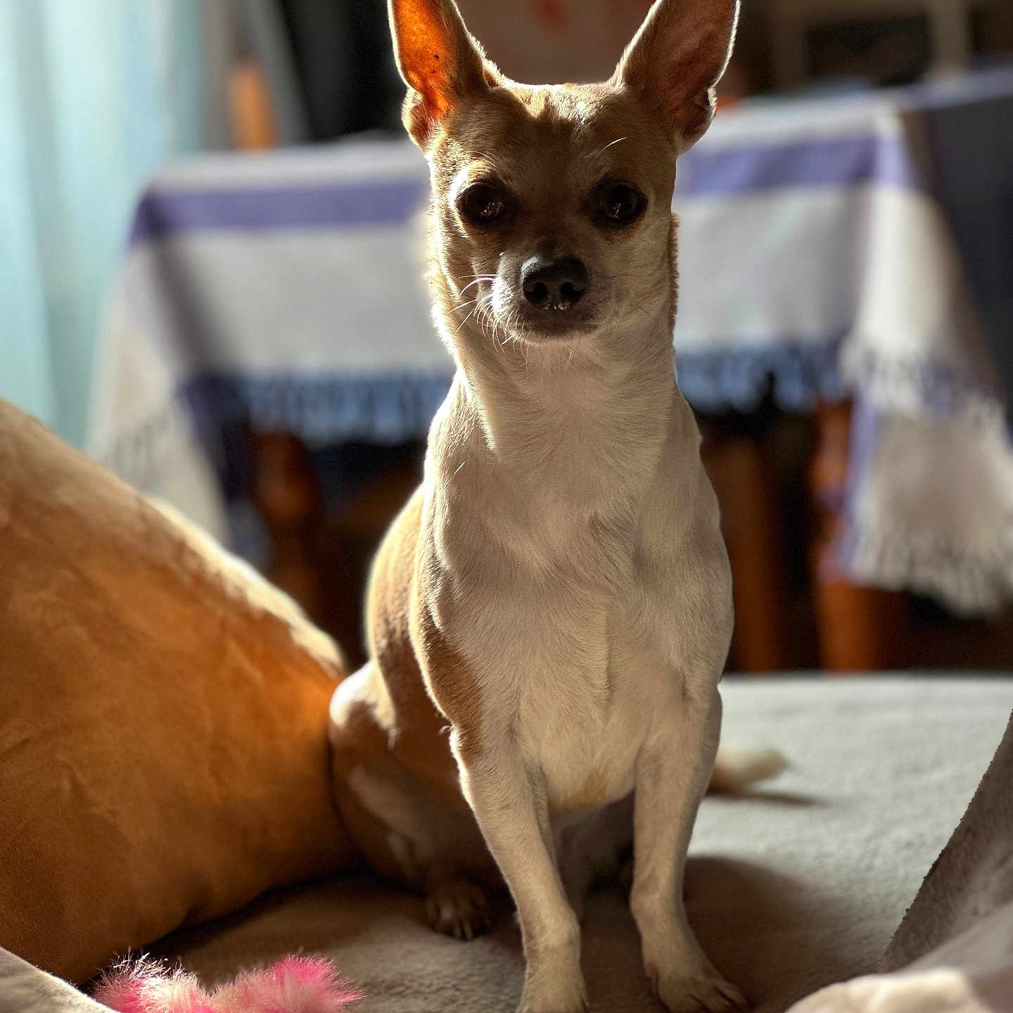 Jazou participe au concours pour gagner de l'argent avec cette photo : alert, animal, bed, blurred_background, chihuahua, cozy, cute, dog, domestic, ears, fur, indoor, light, pet, shadow, sitting, small_dog, table, tablecloth, toy