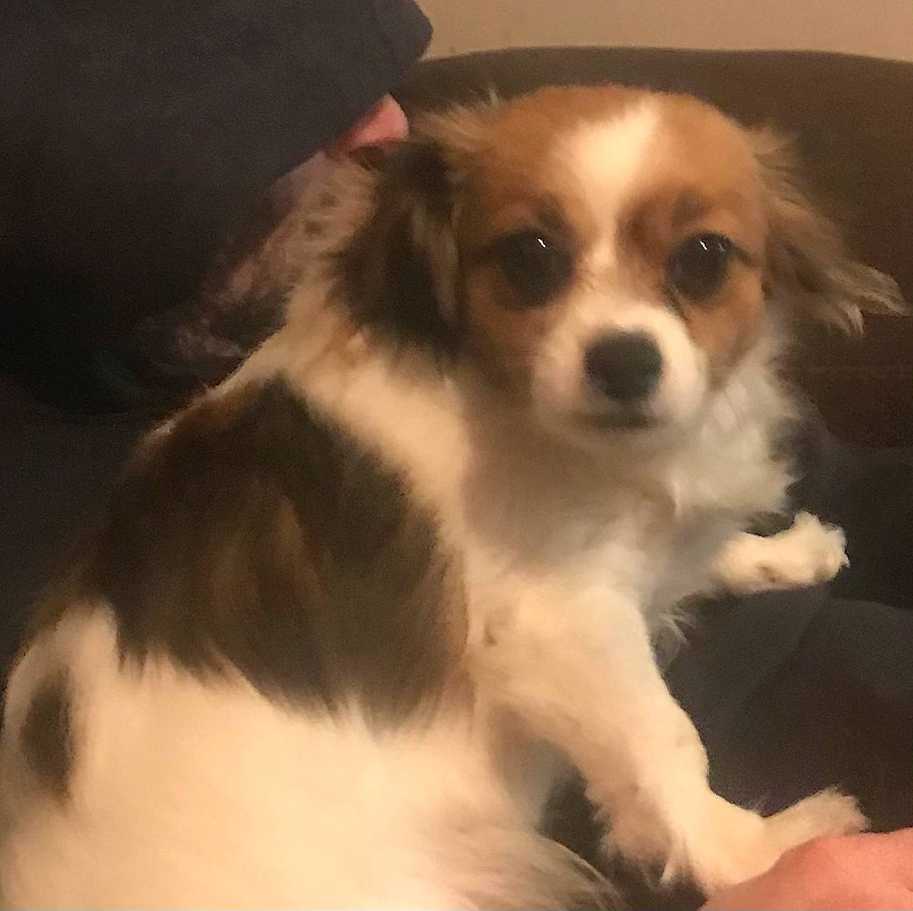 Pepper Girl joined the competition — help win amazing prizes! ancient_dog_breeds, canidae, carnivore, companion_dog, dog, dog_breed, fur, miniature_australian_shepherd, puppy, snout, sporting_group, toy_dog, waste_container, whiskers, working_animal, working_dog