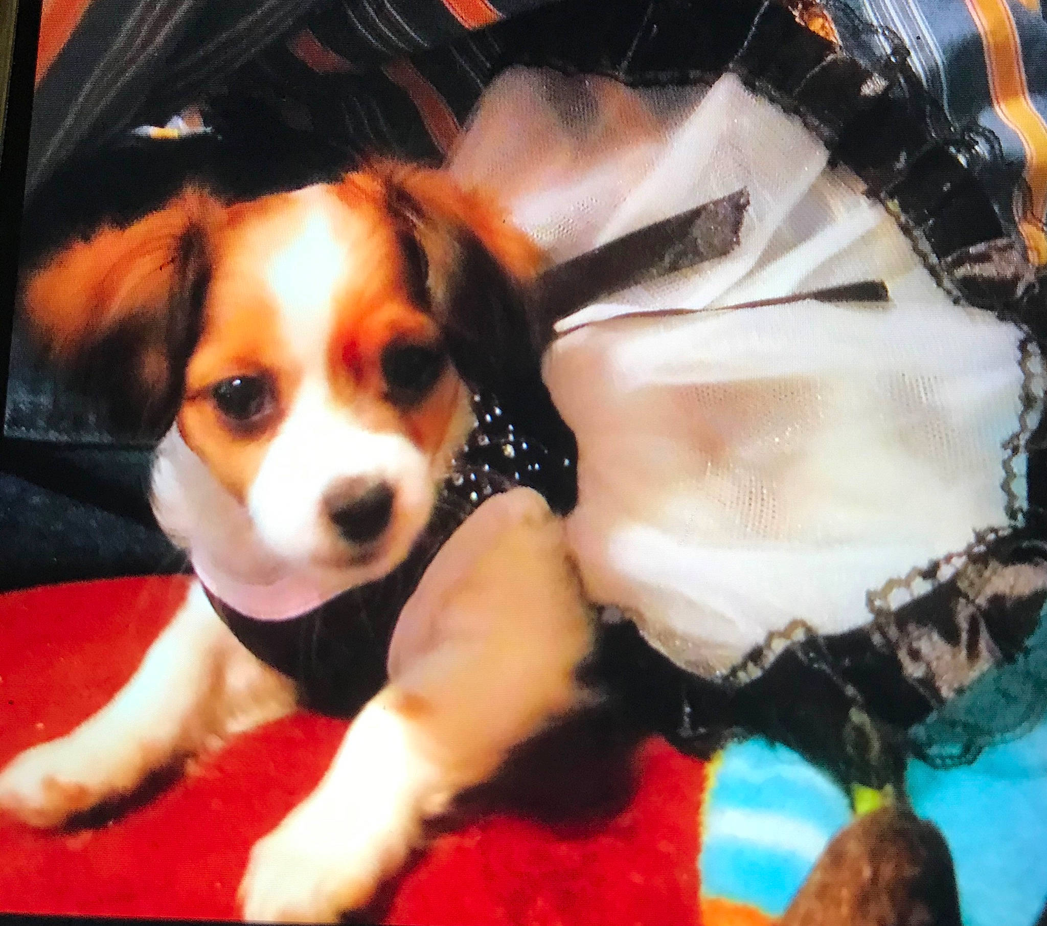 Pepper Girl joined the competition — help win amazing prizes! beagle, beaglier, canidae, carnivore, companion_dog, danish_swedish_farmdog, dog, dog_breed, fawn, mammal, puppy, puppy_love, snout, sporting_group, vertebrate