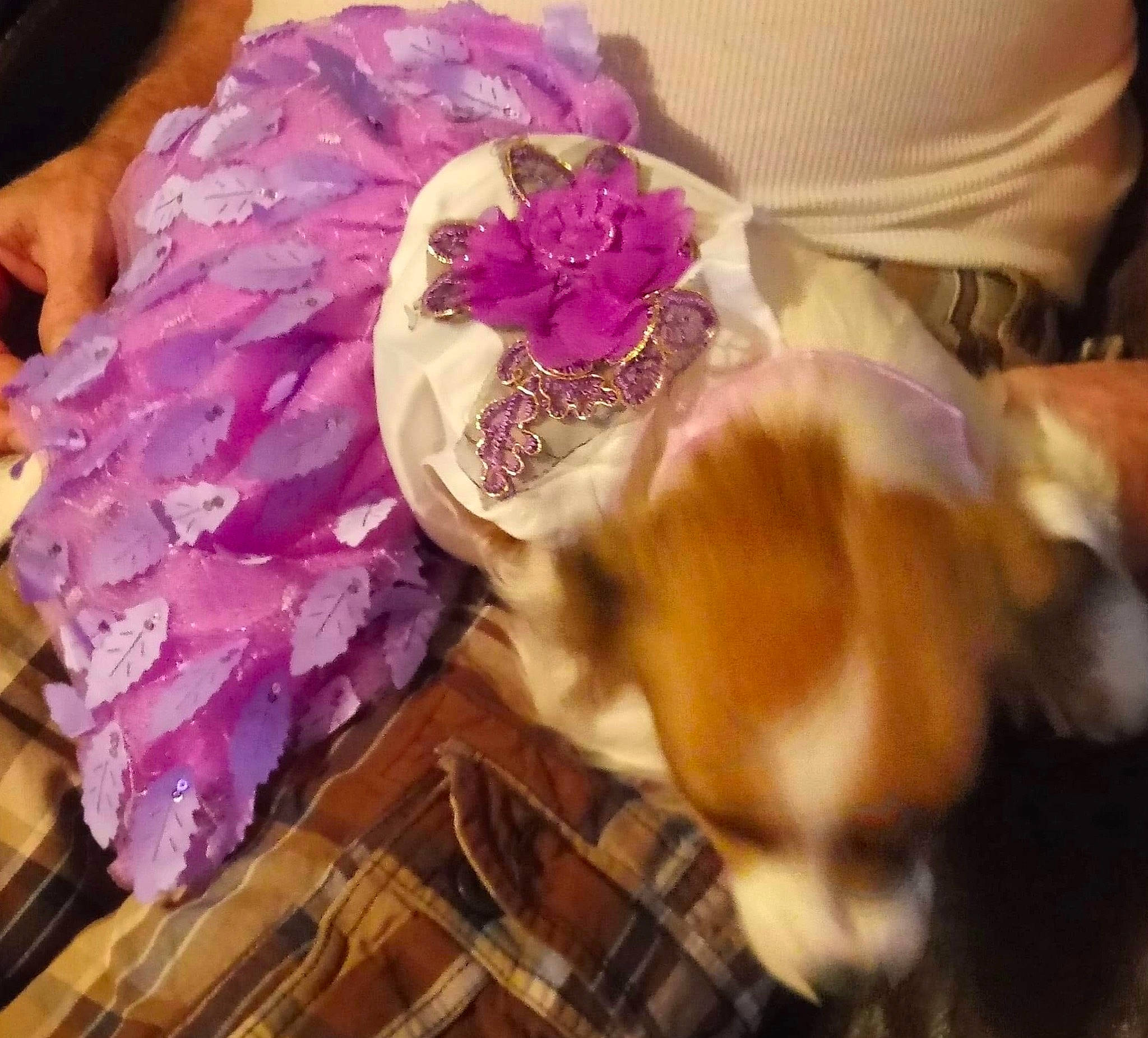 Pepper Girl joined the competition — help win amazing prizes! bouquet, canidae, carnivore, companion_dog, cut_flowers, dog, dog_breed, fawn, flower, hair_accessory, petal, pink, plant, puppy, purple