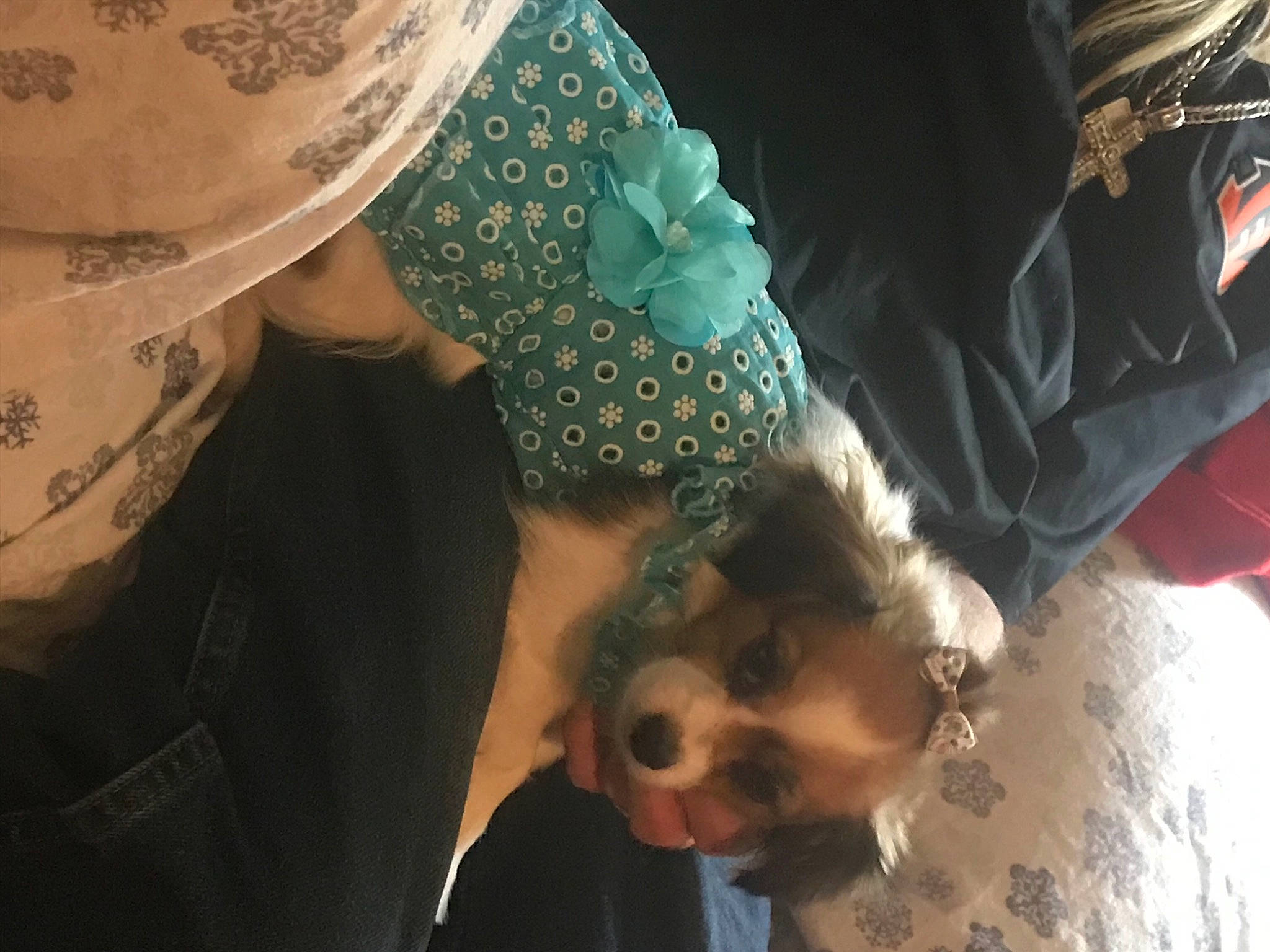 Pepper Girl is registered to the contest to win money with this photo: beard, child, companion_dog, cool, costume, event, eyewear, fashion_accessory, fawn, fun, fur, happy, hat, headgear, jewellery, pattern, sun_hat, sunglasses, textile, tradition