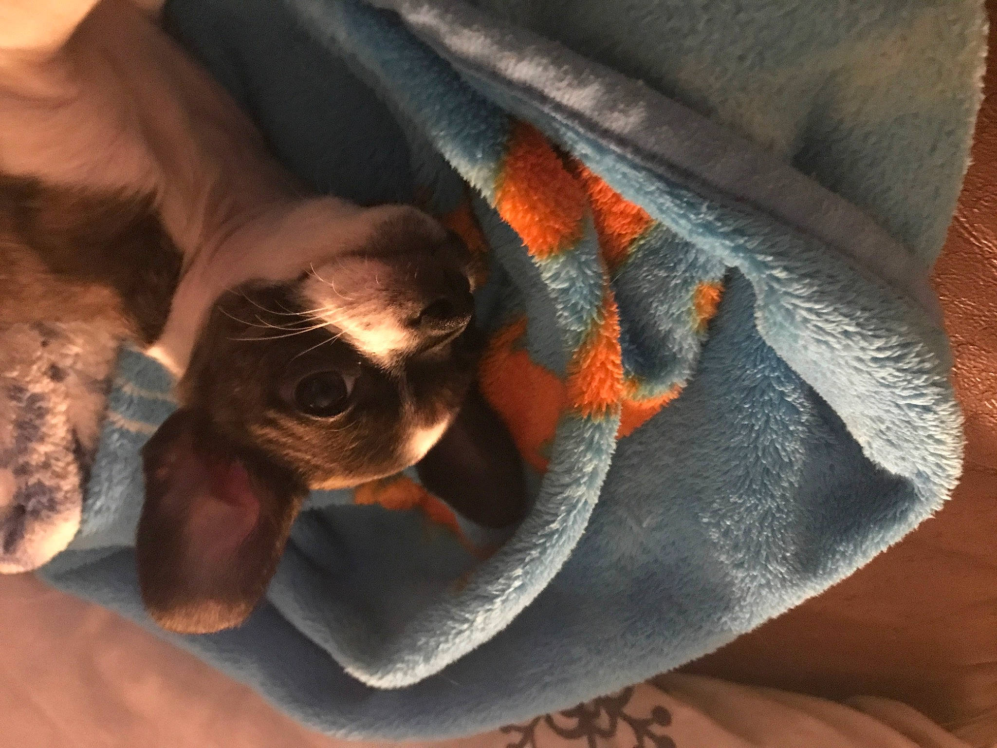 Lil is registered to the contest to win money with this photo: canidae, carnivore, chihuahua, comfort, companion_dog, dog, dog_breed, ear, eyewear, fawn, felidae, grey, linens, mammal, seat_belt, snout, sporting_group, toy_dog, whiskers, working_animal