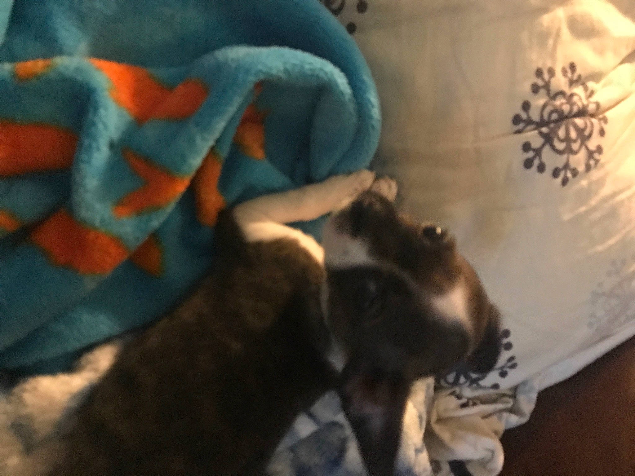 Lil is registered to the contest to win money with this photo: bag, canidae, carnivore, comfort, companion_dog, dog, dog_breed, electric_blue, fawn, felidae, fur, grey, guard_dog, linens, room, small_to_medium_sized_cats, tail, textile, toy_dog, whiskers