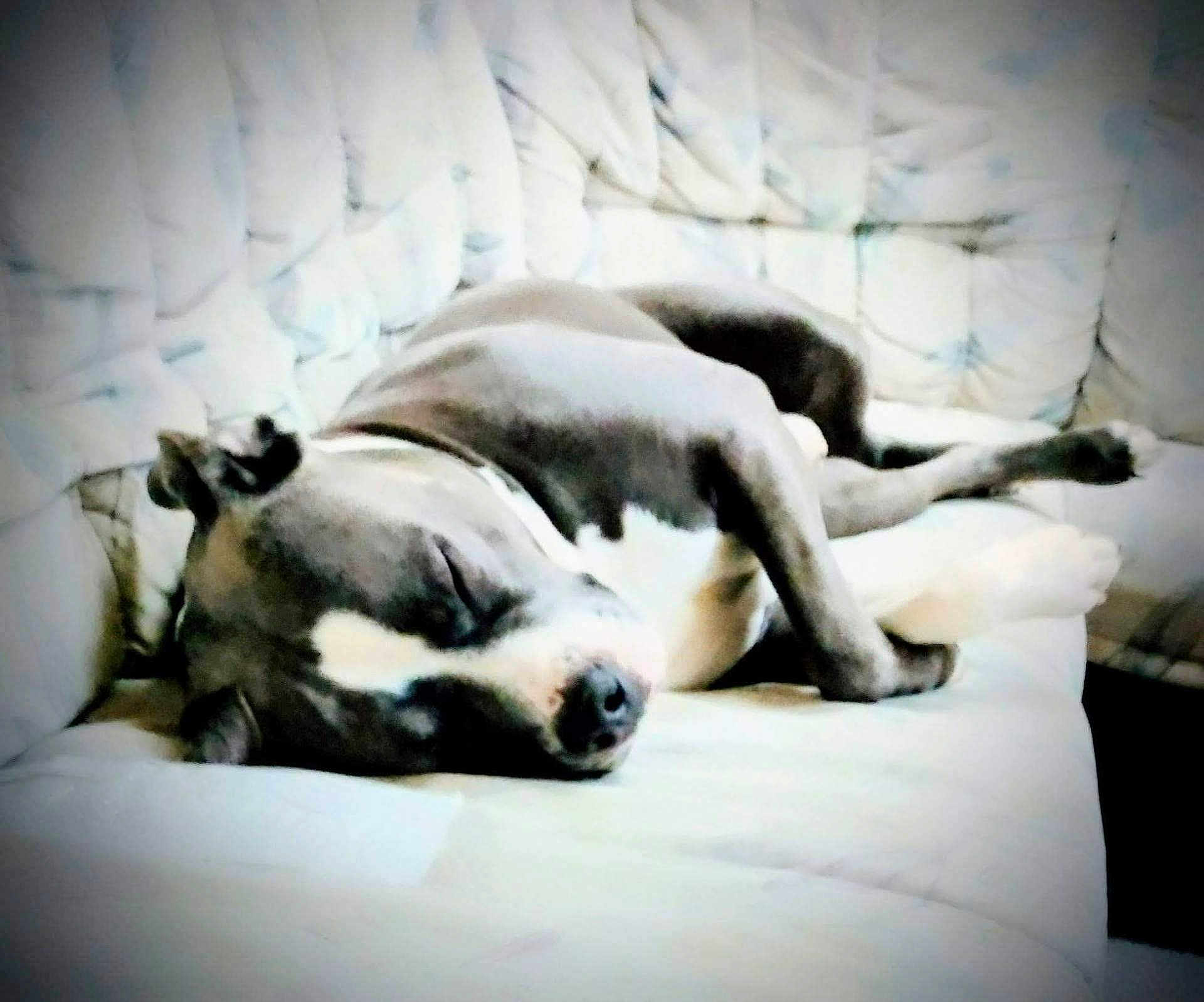 Dozer