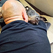 Trigger joined the competition — help win amazing prizes! bald_head, dog, man, black_shirt, lying_down, resting, blanket, indoor, close_up, pet, animal, friendship, companion, relaxation, comfort, nap, fur, ear, nose, skin