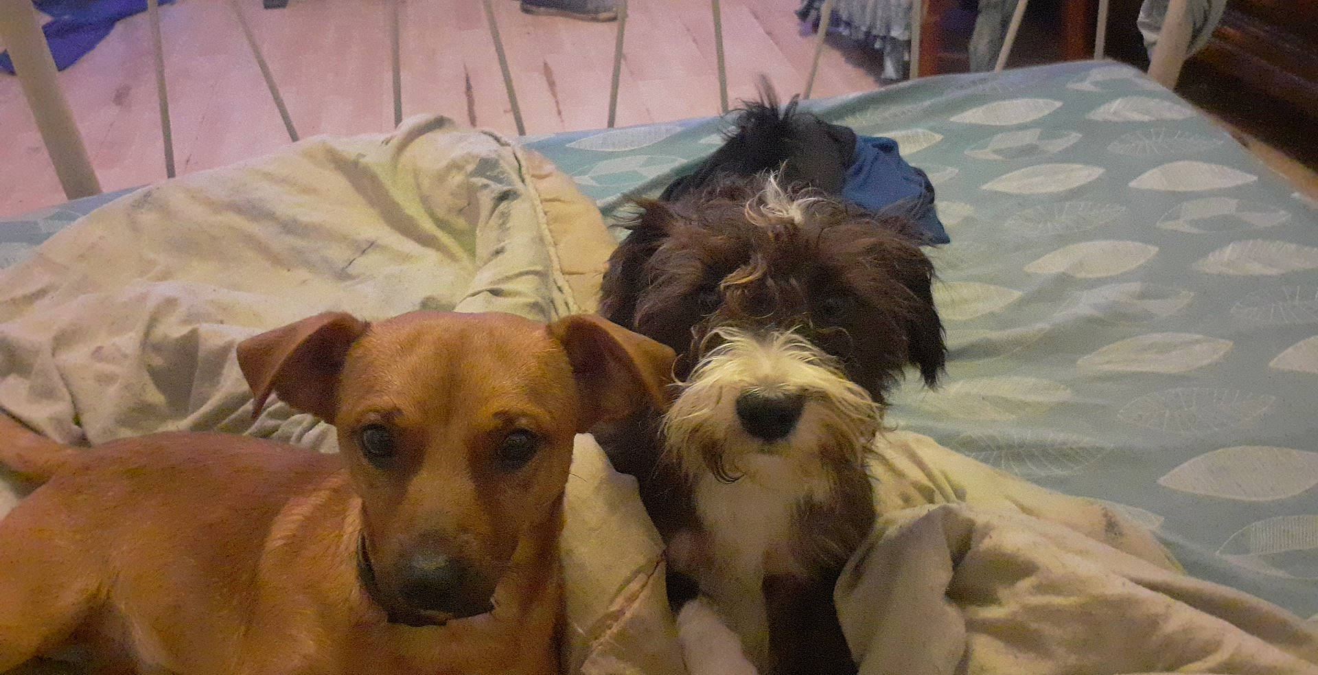 Snoopy participe au concours pour gagner de l'argent avec cette photo : canidae, carnivore, comfort, companion_dog, dog, dog_breed, dog_supply, fawn, fur, liver, pet_supply, puppy, schnauzer, small_terrier, snout, sporting_group, terrier, toy_dog, working_animal, yorkipoo