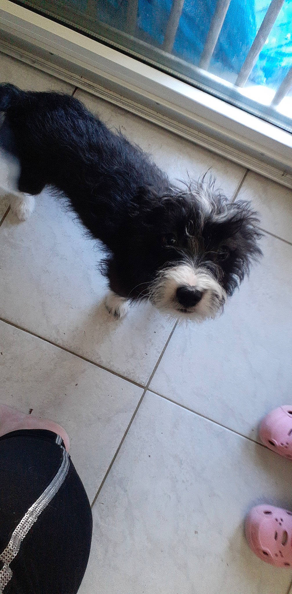 Snoopy a rejoint le concours — aidez-le/la à gagner de superbes lots ! black, canidae, carnivore, companion_dog, dog, dog_breed, floor, flooring, foot, fur, road_surface, small_terrier, snout, sporting_group, tail, terrier, toy_dog, waste_container, window, working_animal