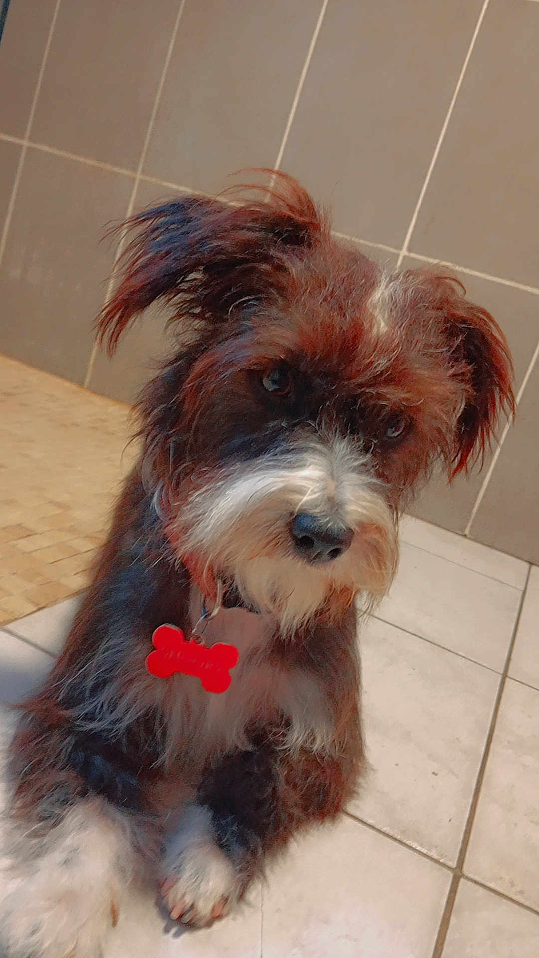 Snoopy